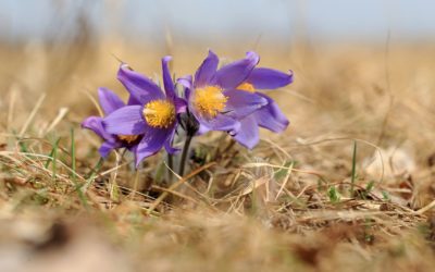 Ruszyły zbiory w Puszczy Białowieskiej
