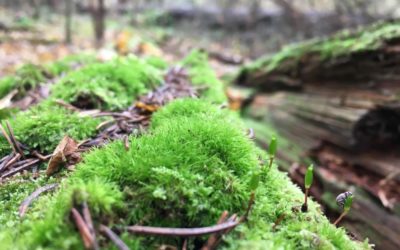 Leśny Bank Genów Kostrzyca w Puszczy Białowieskiej