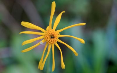 Leśny Bank Genów Kostrzyca w Biebrzańskim Parku Narodowym
