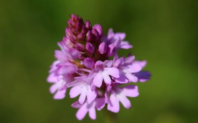 Kolekcja roślin w banku DNA i tkanek