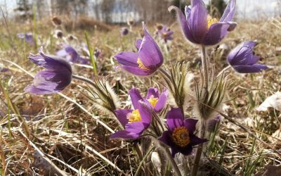 Tegoroczne zbiory roślin do banku DNA i tkanek właśnie ruszyły!