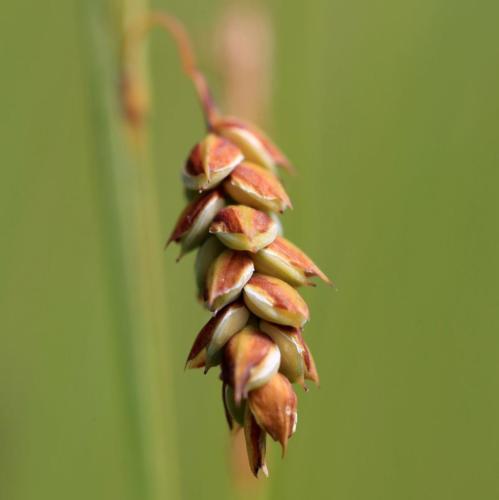 Carex limosa 